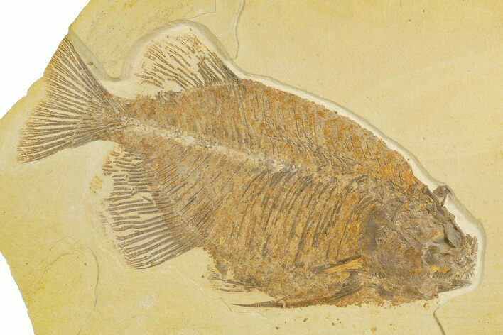 Fossil Fish (Phareodus) - Uncommon Species #327819